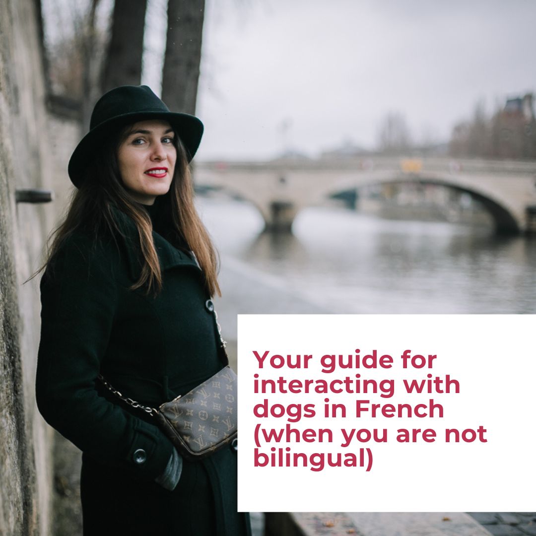 Your Guide For Interacting With Dogs in French (No, You Don’t Need To Be Bilingual)